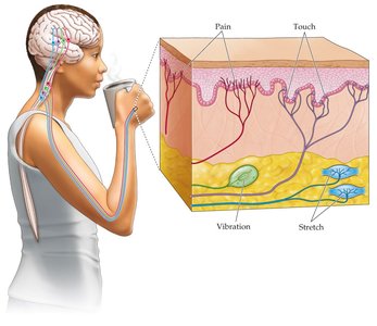Graph showing adaptation in phasic and tonic receptors