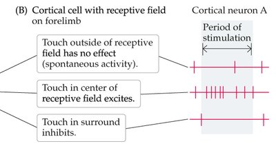 Diagram of cortical receptive fields