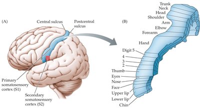 Diagram of somatosensory cortex and body map