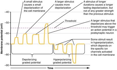 Graph showing graded potentials and action potentials
