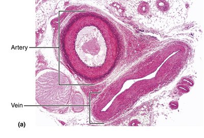 Generalized structure of arteries, veins, and capillaries