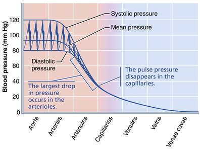 Blood pressure in various blood vessels of the systemic circulation