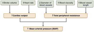 Major factors that increase MAP