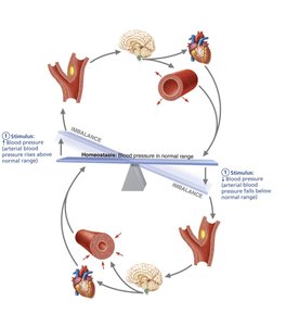 Baroreceptor reflex helps maintain blood pressure homeostasis
