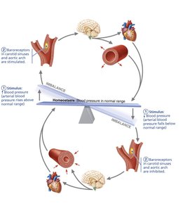 Baroreceptor reflex helps maintain blood pressure homeostasis