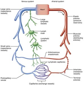 Diagram showing the relationship of blood vessels to each other and to lymphatic vessels