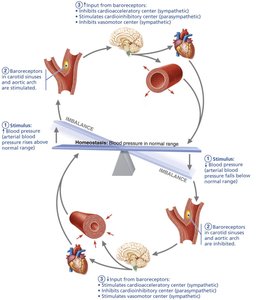 Baroreceptor reflex helps maintain blood pressure homeostasis