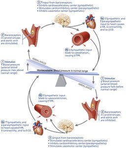 Baroreceptor reflex helps maintain blood pressure homeostasis