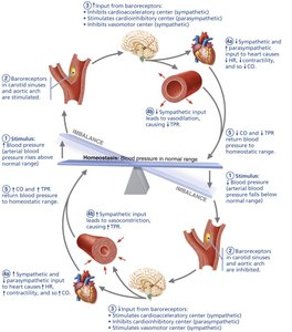 Baroreceptor reflex helps maintain blood pressure homeostasis