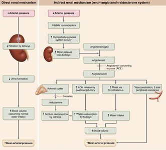 Direct and indirect (hormonal) mechanisms for renal control of blood pressure