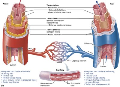 Generalized structure of arteries, veins, and capillaries