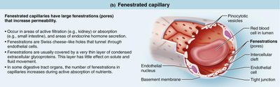 Fenestrated capillary structure
