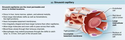 Sinusoidal capillary structure