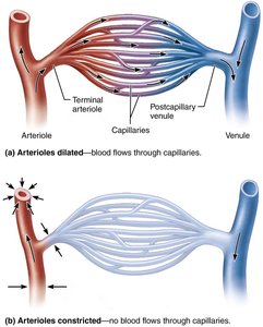 Anatomy of a typical capillary bed