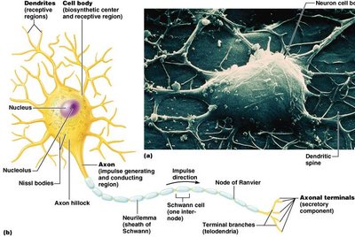 Diagram of axon structure