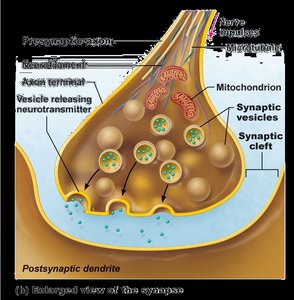 Enlarged view of synapse with synaptic vesicles and cleft