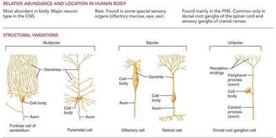 Table of structural neuron types: multipolar, bipolar, unipolar
