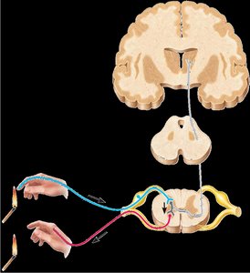 Diagram of sensory, motor, and interneurons