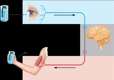 Diagram showing sensory input, integration, and motor output