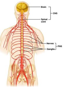 Diagram of CNS and PNS divisions
