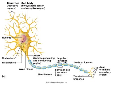 Diagram of myelinated axon with Schwann cell and Node of Ranvier