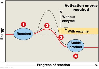 Activation energy with and without enzyme