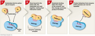 Enzymatic activity: substrate binding and product release