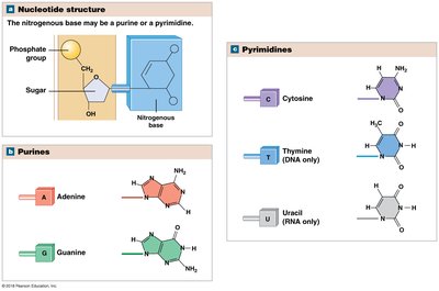 Nucleotide structure and function