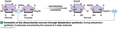 Formation of sucrose by dehydration synthesis