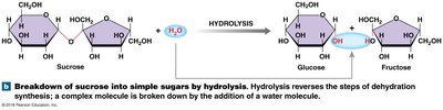 Breakdown of sucrose by hydrolysis