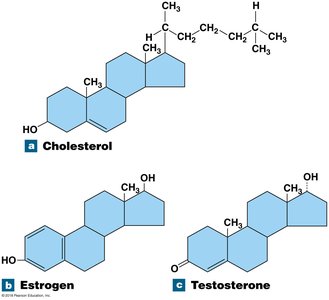 Steroid structures: cholesterol, estrogen, testosterone
