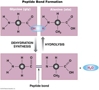 Peptide bond formation