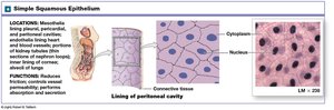 Simple squamous epithelium