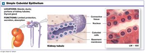 Simple cuboidal epithelium