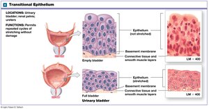 Transitional epithelium in the urinary bladder