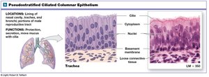 Pseudostratified ciliated columnar epithelium