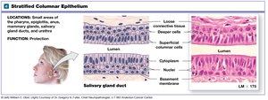 Stratified columnar epithelium