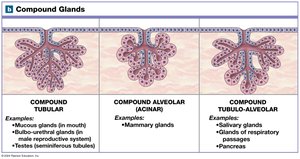 Compound exocrine glands