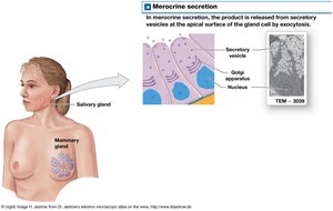 Merocrine secretion