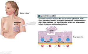 Apocrine secretion