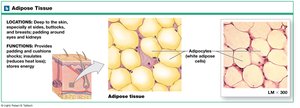 Adipose tissue