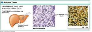 Reticular tissue