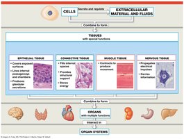 Diagram of the four basic tissue types and their roles