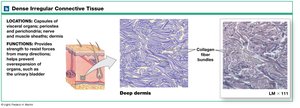 Dense irregular connective tissue