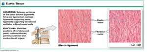 Elastic tissue