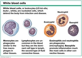 White blood cells