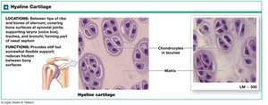 Hyaline cartilage