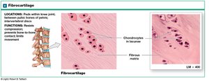 Fibrocartilage