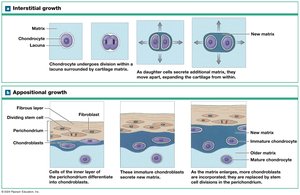 Interstitial and appositional growth of cartilage