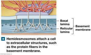 Hemidesmosomes attach a cell to the basement membrane